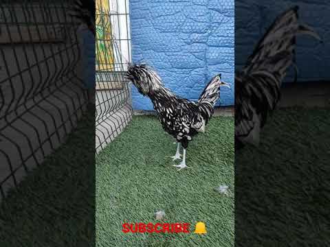 , title : 'Best Chicken Breed 🐔🐓 |  Polish Chickens and Rooster I Mottled Fizan Tavukları'