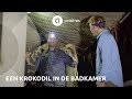 Een krokodil in je badkamer | Helden van de Wildernis