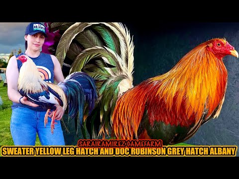 Sweater Yellow Leg Hatch And Doc Robinson Grey Hatch Albany ~ SARAIRAMIREZ GAMEFARM