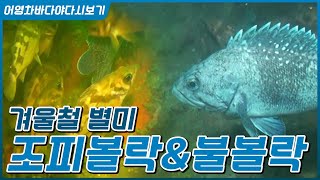 겨울철 별미 불볼락과 조피볼락(우럭) #우럭탕 #우럭회 #우럭찜