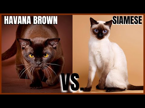 Havana Brown Cat VS. Siamese Cat