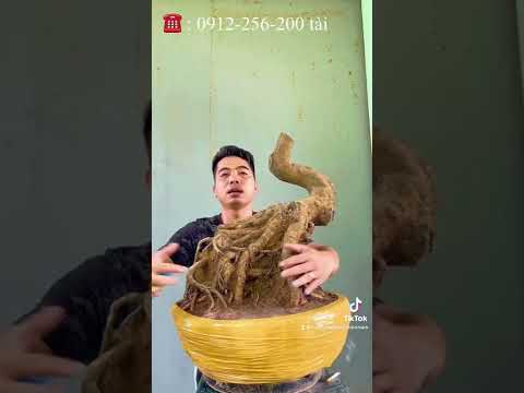 Mai vàng bonsai đại lùn lực | ngày 1/5/2022