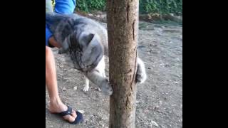 animale pisica stie ce vrea