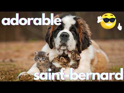 Best Funniest Saint Bernard Video's of 2022 - Funny and Cute Dogs🐶 Videos!