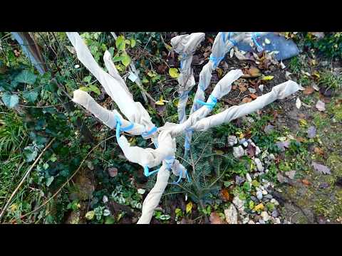 Feigen Winter fest machen. Feige draußen eingepflanzt überwintern. Schutz Vlies – Lumix dc-fz82/83