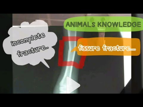 Bone fracture plaster of paris by Dr MURTAZA KHALIL | ANIMALS KNOWLEDGE