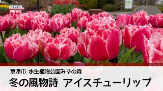 【アミンチュニュース】水生植物公園みずの森　冬の風物詩　アイスチューリップ