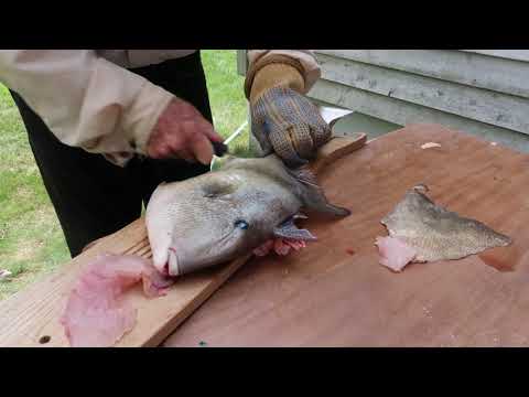 HOW TO CATCH AND CLEAN A TRIGGER FISH LBI NEW JERSEY FISHING WITH DAD JERSEYMEETSJAPAN