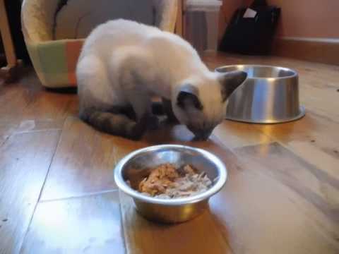 DJ the Rescue Blue Point Siamese Kitten Arrives at Shady Grove Farm WV