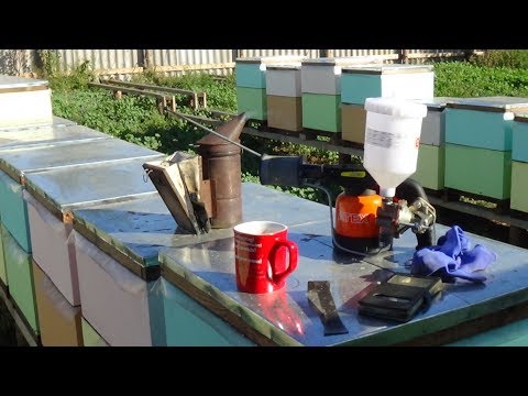 Точёк бакфаст обработка тактиком пчелы на пасика