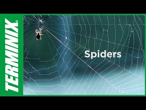 Protect Home from Pests - Why Do Bugs Bite and Sting?