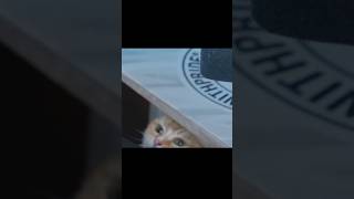 深淵をのぞく時、深淵もまたこちらをのぞいている #cat #猫 #猫のいる暮らし