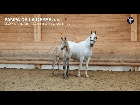 PAMPA DE LA GESSE * 2019 - PSL