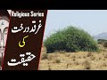 Reality Of GHARQAD Tree The Tree Of Jews Why Israel Planting Millions Of Boxthorn Tree TIN