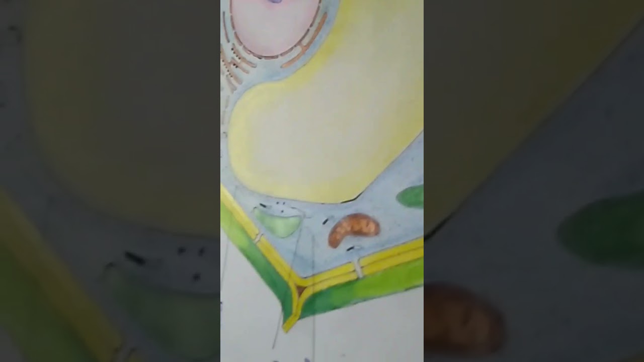 Plant cell Diagram colourful drawing🍀||पादप कोशिका का चित्र||#cell#plantcell #trending #viralvideo