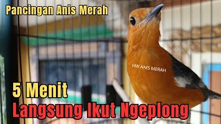 Download lagu ANIS MERAH Suara Ngeplong Ajaib‼️Sekali Pancingan Anis Apapun Pasti ikut Ngeplong Gacor mp3