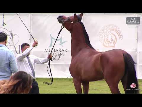 N 25 TF BRISEIDE   Vesuvio Trophy 2023   International   Fillies 3 Years Old Class 3