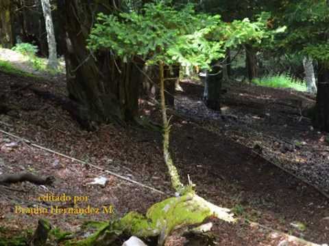 La Tejeda de Tosande. Un bosque mágico en la Montaña Palentina