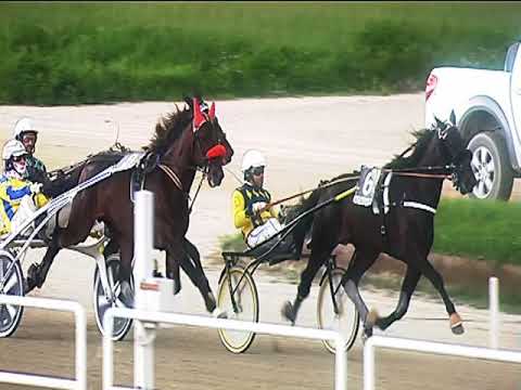 Trotto 31/05/2019 - 1ª corsa