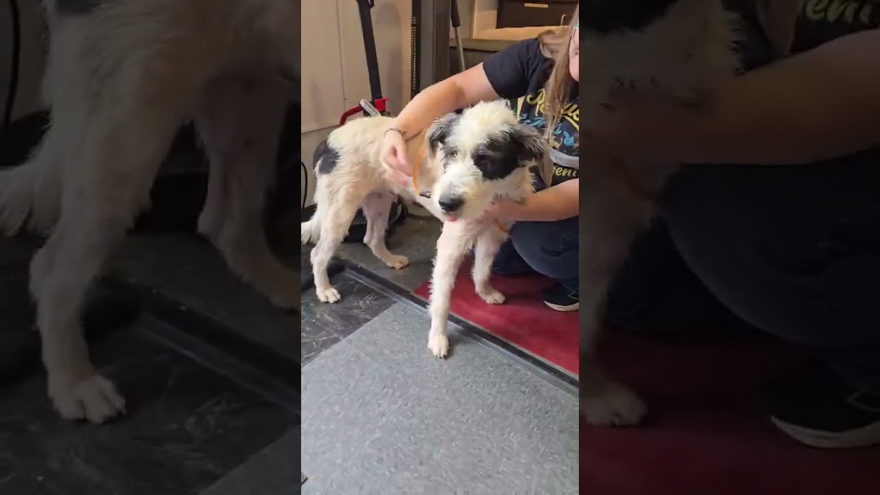 Enlarge Kazoo - ADOPTION PENDING, a Adoption Pending mixed breed in Boulder, CO video 2/2