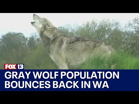 Gray wolves could get downlisted in WA