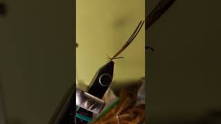 Tying A Hotspot Turkey Nymph At 4x Speed #shorts