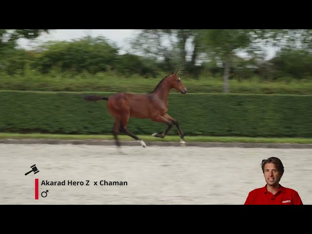 Akaros Van Rechteren Z