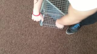 Sklopec na kuny 102×20×27 cm – kompletní sada s granulemi a vábidlem