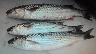 Какие снасти нужны для ловли пеленгаса