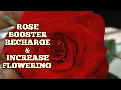 Boost Your Rose soil and Increase  More flowering  ( Best Soil Booster) [ English Subtitle]