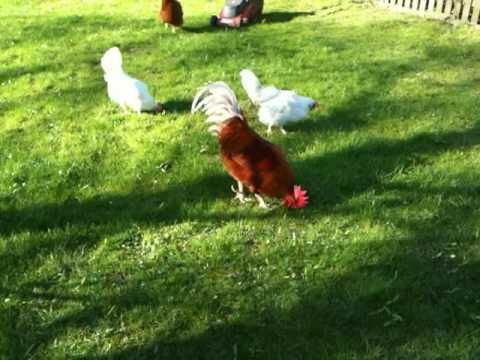 Der Hahn und die Hühner