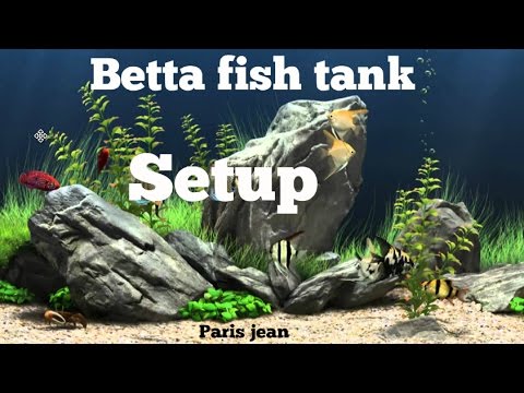 How properly to clean a betta fish tank
