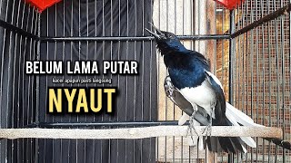 Download lagu kacer gacor NGEPLONG tarung ini paling ampuh buat PANCINGAN KACER agar EMOSI mp3