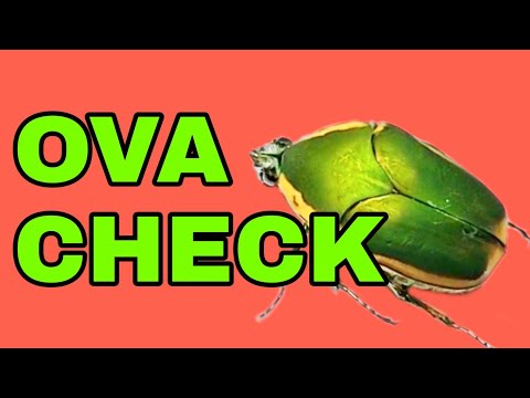 Cotinis nitida Ova Check + Phanaeus vindex