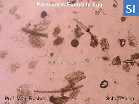 endoparaziták ektoparaziták és patogének
