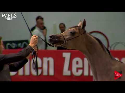 N.21 AJ EAZM - Wels 2018 - Yearling Colts (Class 2B)