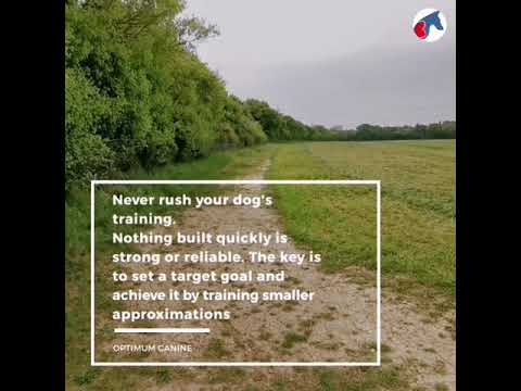 Optimum Canine - Contact Via Website video.