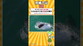 世界一有名なサメが日本のどの水族館にもいない理由 #shorts