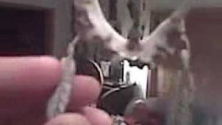 bone carvings, and indian art by sid hazelwood part 2