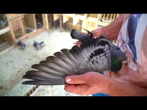 PIOTR BUGAŁA - GOŁĘBIE ROZPŁODOWE I MŁODE