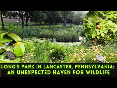 Wunderground Lancaster