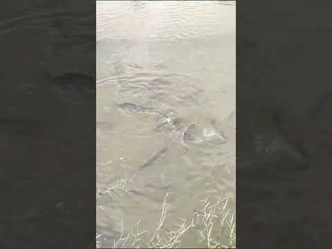 Murrel Floating Fish Feed 40% Protien