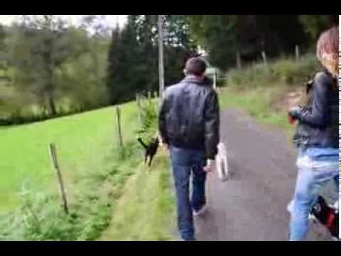 download lagu mp3 mp4 Educateur Canin Clermont Ferrand, download lagu Educateur Canin Clermont Ferrand gratis, unduh video klip Educateur Canin Clermont Ferrand