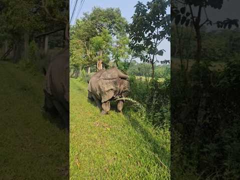 Rhino Peeing #chitwannationalpark