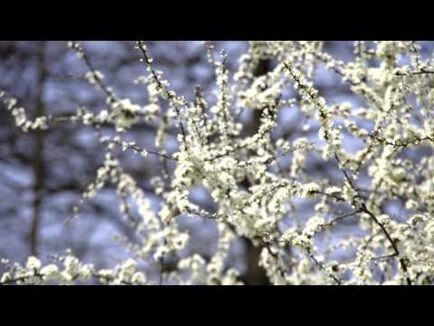Spring 0, 1 in Málinec, Slovakia (Recomposed by Max Richter - Vivaldi:The Four Seasons)