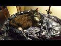 Tuxedo Cat Bites Me Playfully