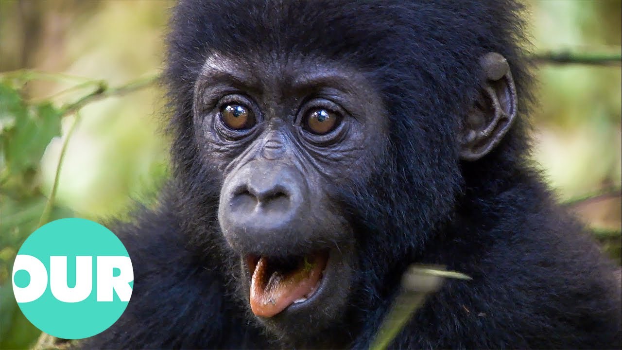 Baby Animals And Their First Steps In The Wild