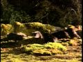 Really Wild Animals Island Magic