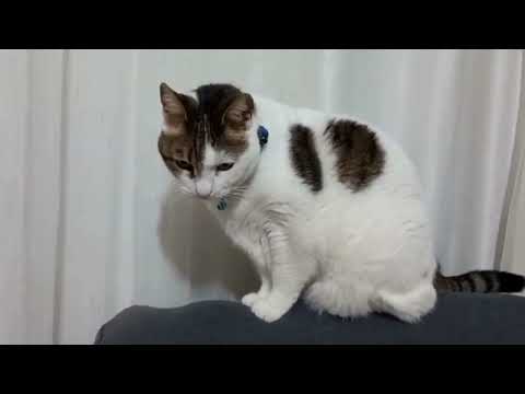 “Fırıldak baba”dan babasal keyifler ve chat kızı Makbule