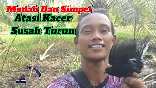 Download lagu Cara Mikat Kacer Yang Sering Dipikat Dijamin Kacer Liar Langsung Turun mp3